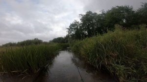Радужная форель беглянка. Форель на малых реках. Август 2019.