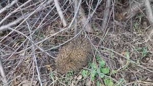 В нашем доме поселился замечательный сосед