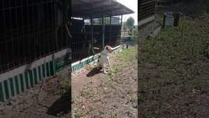 Русские пегие гончие