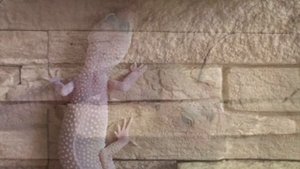 Плюсы и минусы содержания эублефаров.