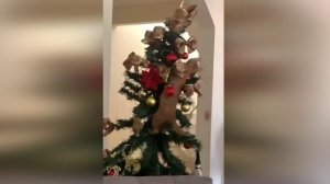 Подборка смешных видео и приколов. 187 Лучшие ПРИКОЛЫ 2023