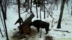 зубр на кормушке