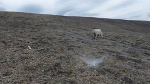 Белые медведи (кормление) помог спрей антизверь
