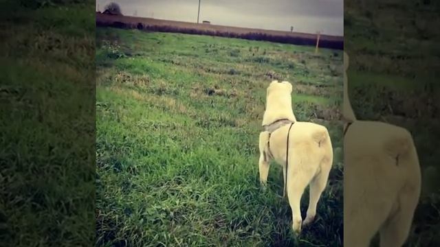 Алабай выгоняет со своей территории быков смотреть онлайн