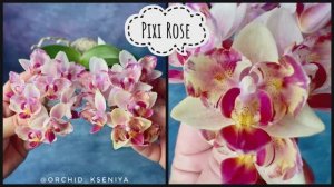 Phal. Pixi Rose от Son Ya | Первое цветение на 17 цветочков | Нежная азиатская бабочка мультифлора