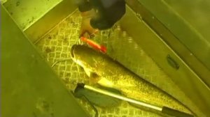 Ловля сома, судака, щуки, жереха на троллинг 27-29 июля 2004 год