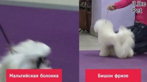 5 пар пород собак, которые очень похожи друг на друга