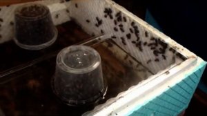 Кормушка Василек