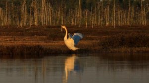 тишь тишина природа релакс