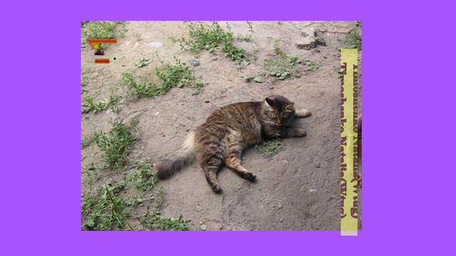 Вы знаете я живу совсей своей семьей в одном доме и я счастлива Кошечка ЛАпочка