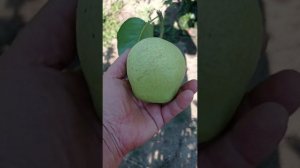 груша Шапка Мономаха