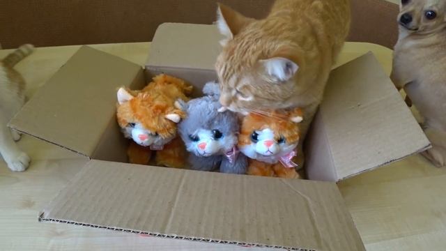 Рыжик стал папой! Подкинули котят! смотреть онлайн