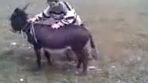 Так заводят осла в дагестане