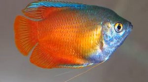 Лялиус аквариумная лабиринтовая рыбка.  Содержание.  Уход.  Размножение.