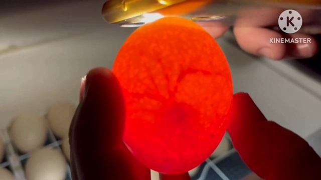 Овоскопирование на 7 сутки. смотреть онлайн