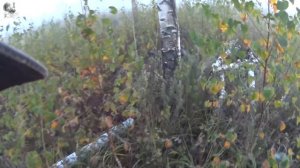 Охота на лося на реву 2016