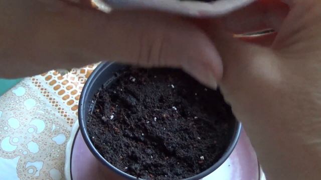 Посев лука на зелень. смотреть онлайн