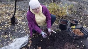 Как сохранить гортензию с открытым корнем?Сажать или нет?Ноябрь.❄️