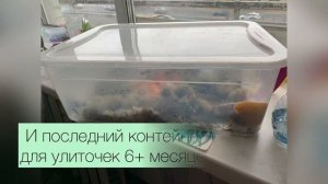 Архахатина Маргината Маргината Улитки природники