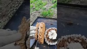 Уничтожаем большое гнездо шершней. Часть 1.