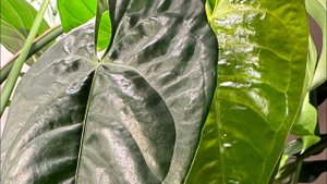 Зимние пересадки. Первая серия. Пересадки с продолжением. Омоложение антуриума. #антуриум