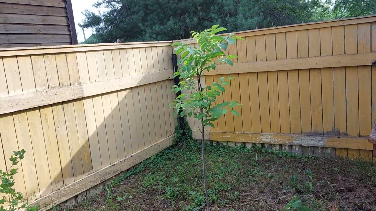 Грецкий Орех в Подмосковье - Особенности Выращивания смотреть онлайн