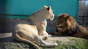 БЕЛОСНЕЖНАЯ  КРАСАВИЦА   ГЕРДА  !!! Тайган .Крым.