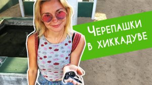 Шри-Ланка, Хиккадува. Пробуем экзотические фрукты на диком пляже. Черепашья ферма в Хиккадуве