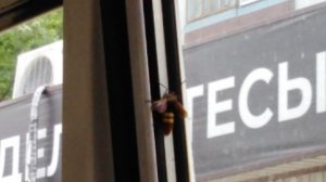 ХТО ЭТО? ОСА ИЛИ ПЧЕЛА ОГРОМНОГО РАЗМЕРА (4 см).