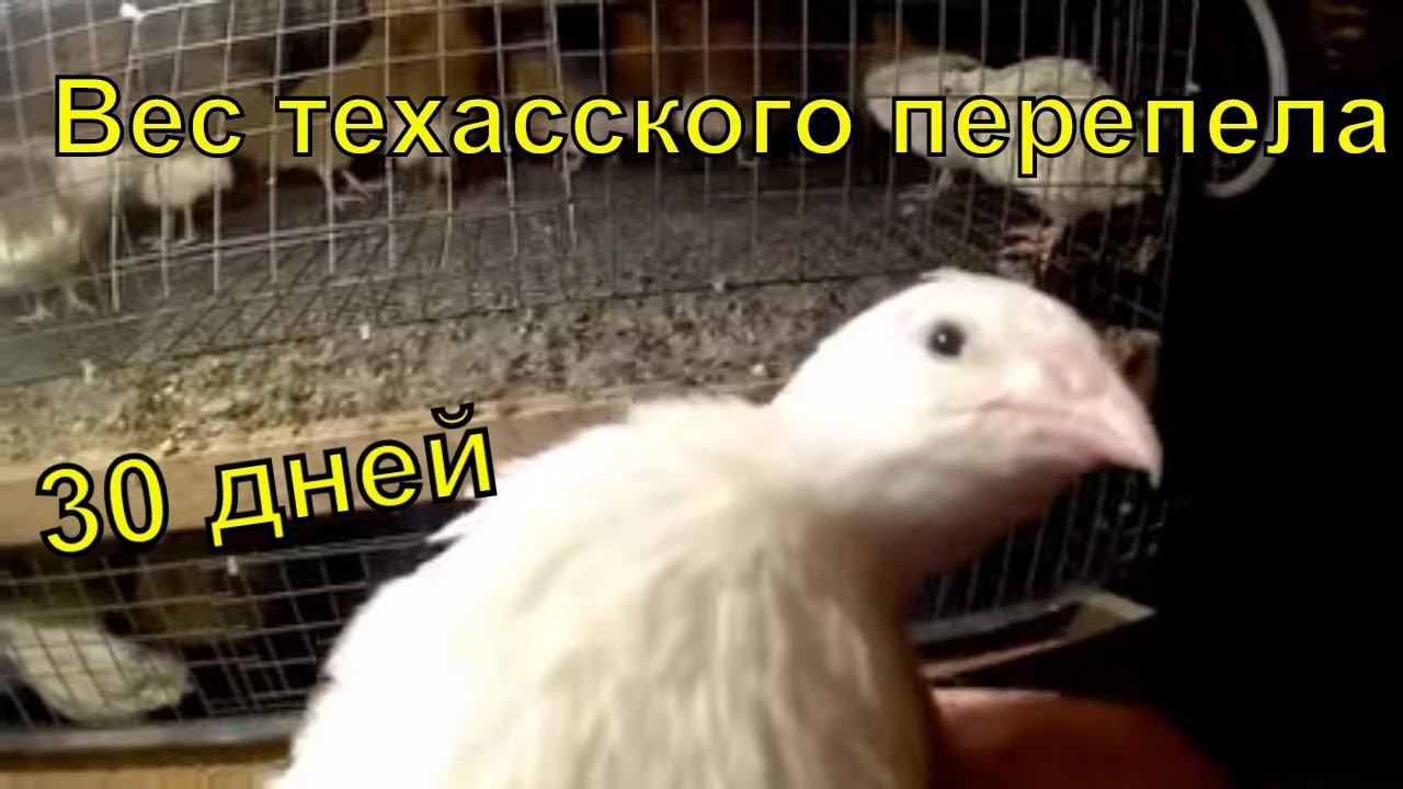 Техасский перепел  30 дней  Сколько весит?