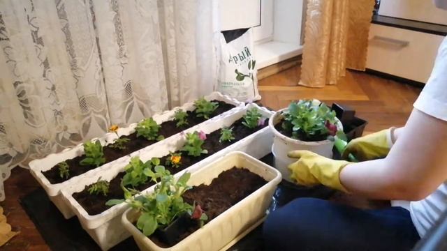 Озеленение балкона хрущевки | Какие цветы выбрать для балкона