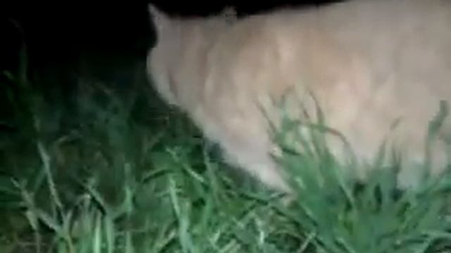 Кто пасется на лугу смотреть онлайн