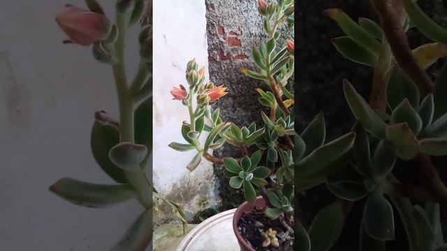 Echeveria Pulvinata em floração