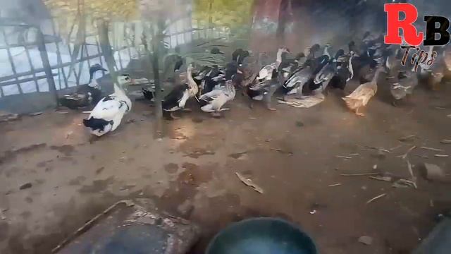 Benefits of khaki campbell duck farming in Assam смотреть онлайн