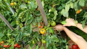 Томат Толстушка