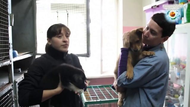 Бездомные животные ищут хозяев смотреть онлайн