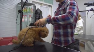 Собака боится стричь когти, что делать?