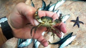 РЫБАЛКА СЕТЯМИ, РЫБАЛКА НА СЕТИ В ЯПОНСКОМ МОРЕ, Рыбалка на сети с  fishermandv.27rus