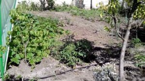 Помидоры.Как правильно выращивать помидоры у себя на огороде