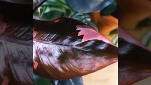 #shorts ?Филодендрон Розовая ПРИНЦЕССА любит ОСЕНЬ?Красота листьев?50% вариегатность?Pink Princess