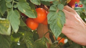 САМЫЙ ВКУСНЫЙ ТОМАТ ДЛЯ КОНСЕРВИРОВАНИЯ. ОРАНЖЕВЫЙ ЗЕМЛЕДЕЛЕЦ F1