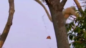 Лангуры, кто это?