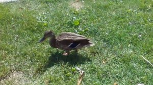 Дикие утки на озере Балатон удивительно не дикие...(Lake Balaton)