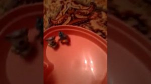 Старые игрушки из киндер сюрприза
