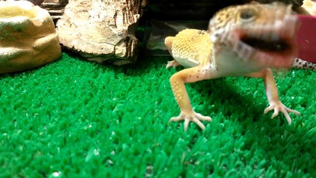 Эублефар ест сверчков! смотреть онлайн