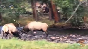 Гиены отбили слонёнка, Случаи с дикими животными, в дикой природе.