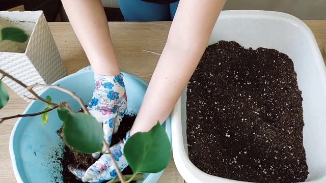 Пересадка Бугенвиллий ? смотреть онлайн