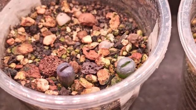 ЛИТОПС,первая линька??#цветыдома #суккуленты #литопсы