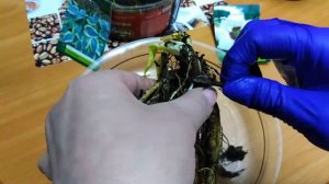 Посадка лилейников в цветочные горшки в квартире до высадки на постоянное место