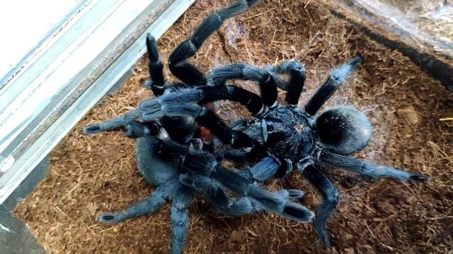 Ссаживание самца и самки паука вида Grammostola pulchra Успешно или нет? Пульхра